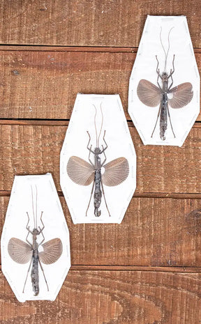 Specimen | Cinnamon Stick Insect (Orthomeria limogesi)