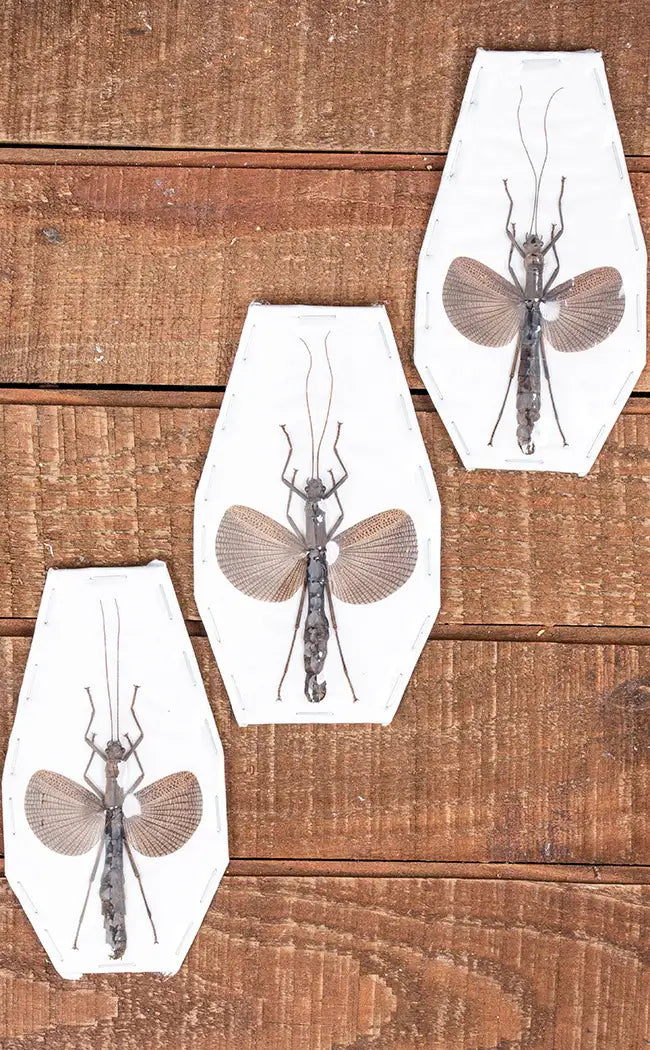 Specimen | Cinnamon Stick Insect (Orthomeria limogesi)