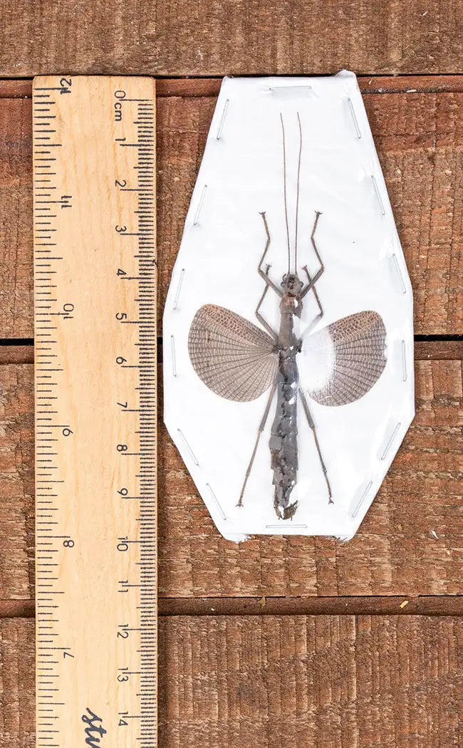 Specimen | Cinnamon Stick Insect (Orthomeria limogesi)