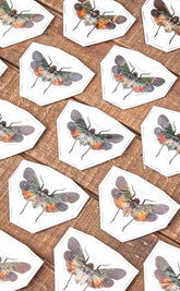 Specimen | Colourful Lanternfly