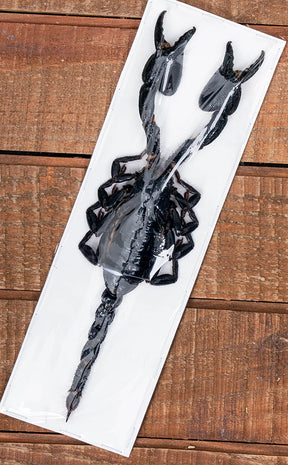 Specimen | Genuine Forest Scorpion (Javanimetrus cyaneus)