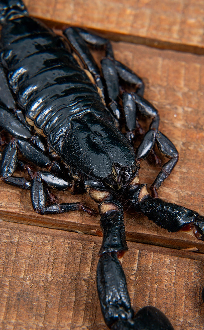 Specimen | Genuine Forest Scorpion (Javanimetrus cyaneus)