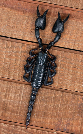 Specimen | Genuine Forest Scorpion (Javanimetrus cyaneus)