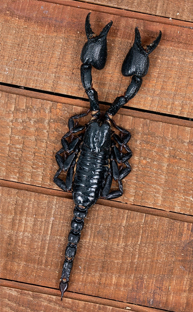 Specimen | Genuine Forest Scorpion (Javanimetrus cyaneus)