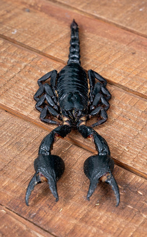 Specimen | Genuine Forest Scorpion (Javanimetrus cyaneus)