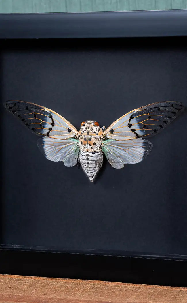Specimen | Ghost Cicada (Ayuthia spectabilis)