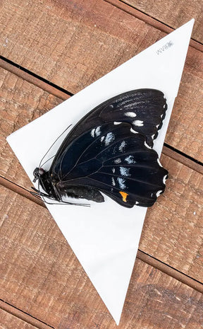 Specimen | Giant Swallowtail Butterfly