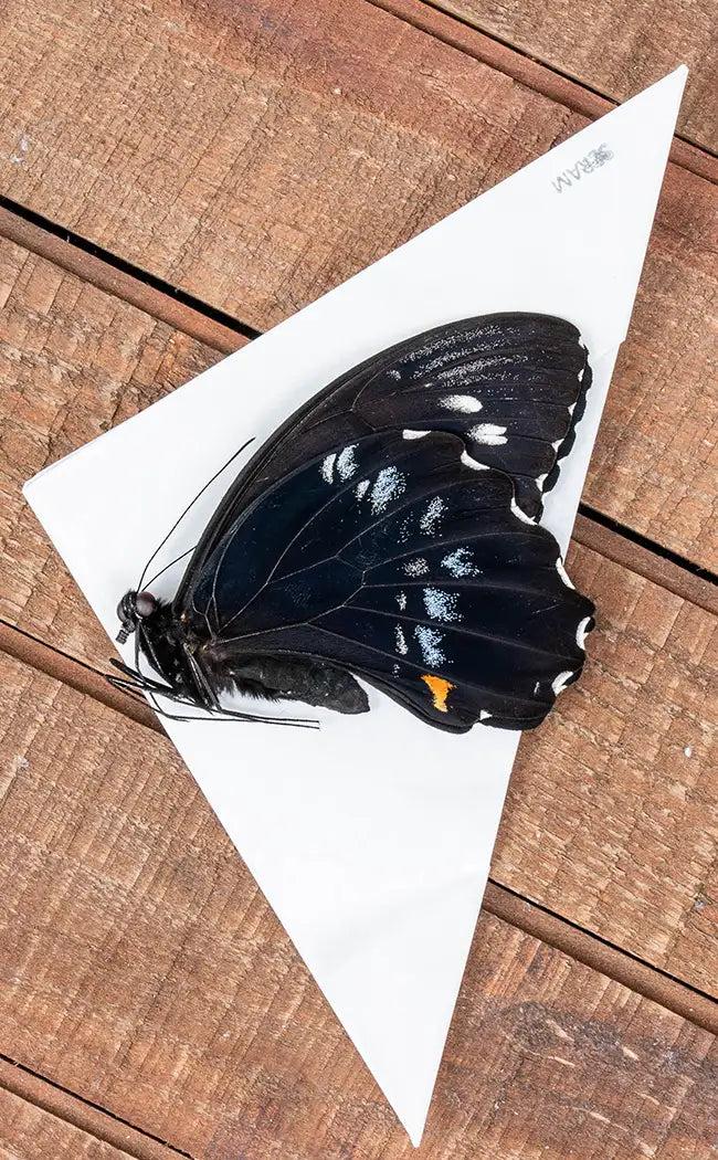 Specimen | Giant Swallowtail Butterfly