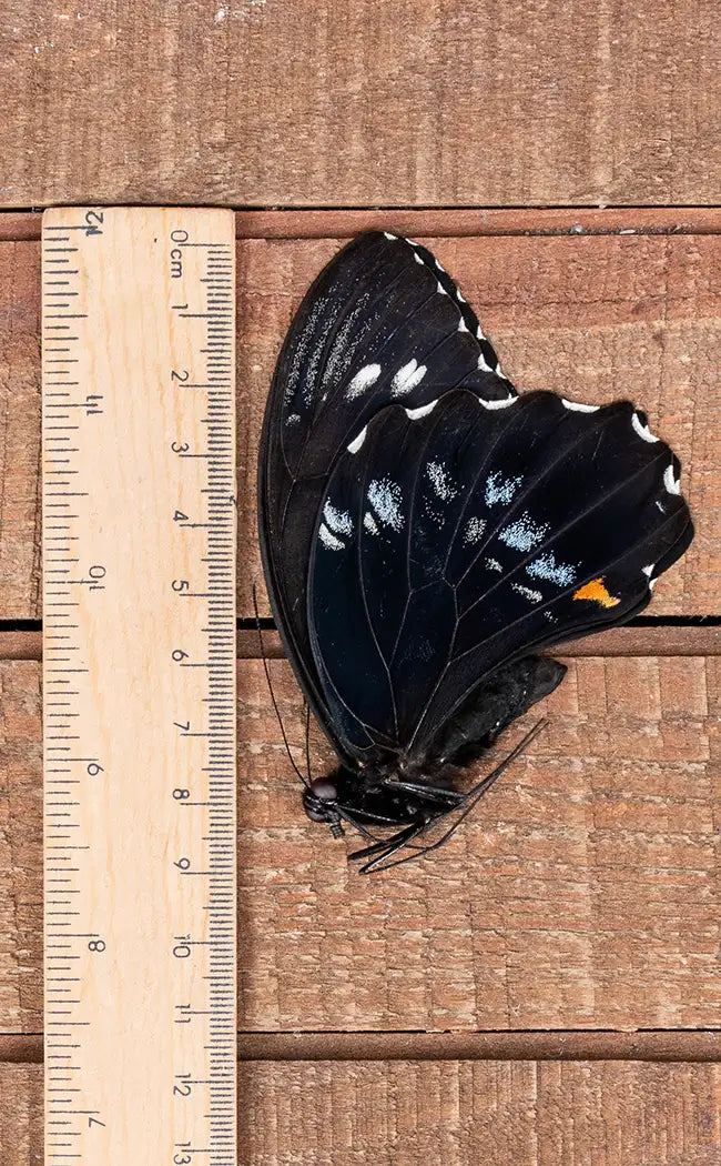 Specimen | Giant Swallowtail Butterfly