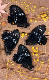 Specimen | Giant Swallowtail Butterfly