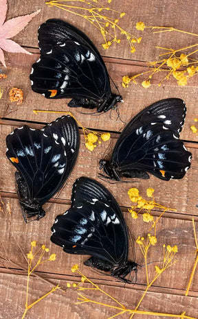 Specimen | Giant Swallowtail Butterfly