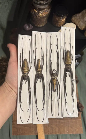 Specimen | Golden Orb Weaver Spider