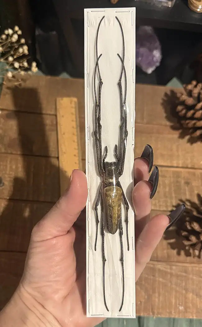 Specimen | Golden Orb Weaver Spider