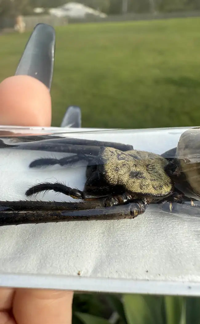 Specimen | Golden Orb Weaver Spider