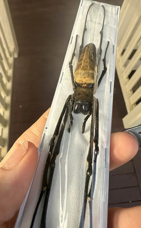 Specimen | Golden Orb Weaver Spider