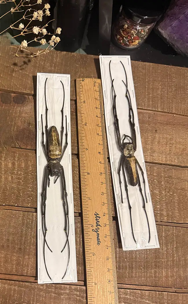 Specimen | Golden Orb Weaver Spider