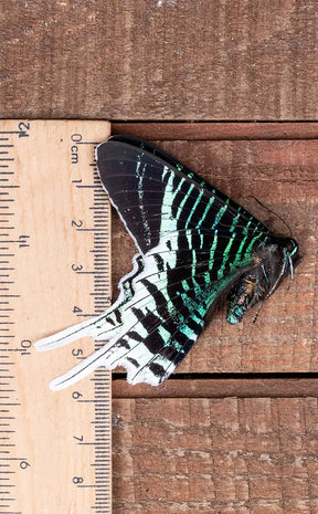 Specimen | Green-banded Day Moth