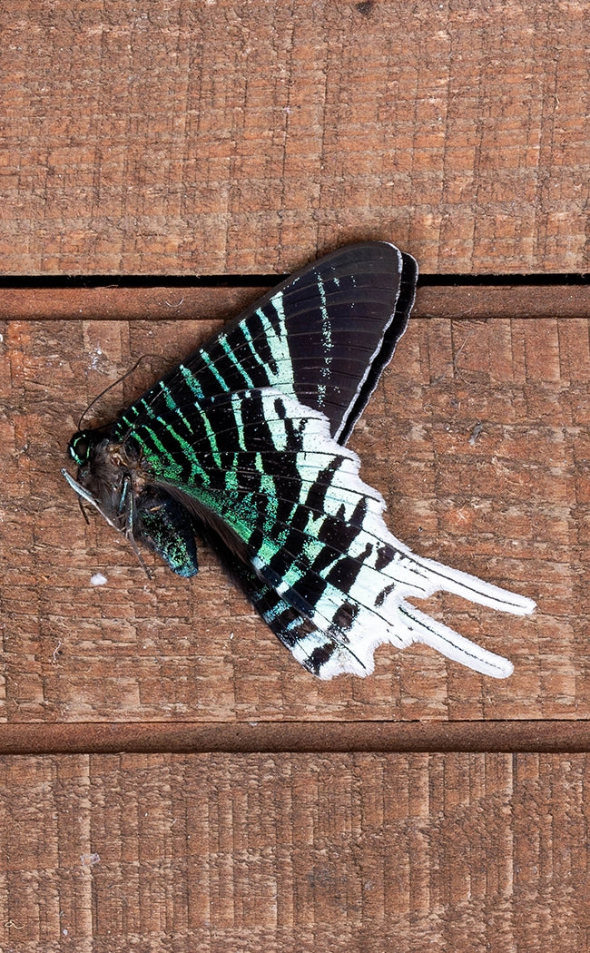 Specimen | Green-banded Day Moth
