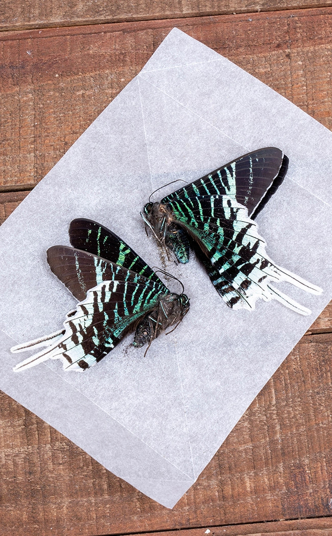 Specimen | Green-banded Day Moth