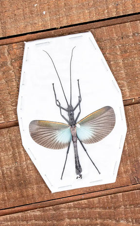 Specimen | Large Blue Stick Insect (Orthomeria superba)