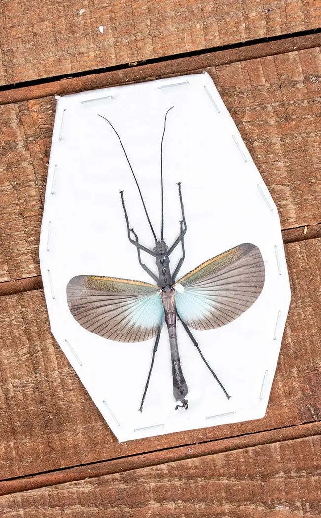Specimen | Large Blue Stick Insect (Orthomeria superba)