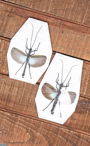 Specimen | Large Blue Stick Insect (Orthomeria superba)