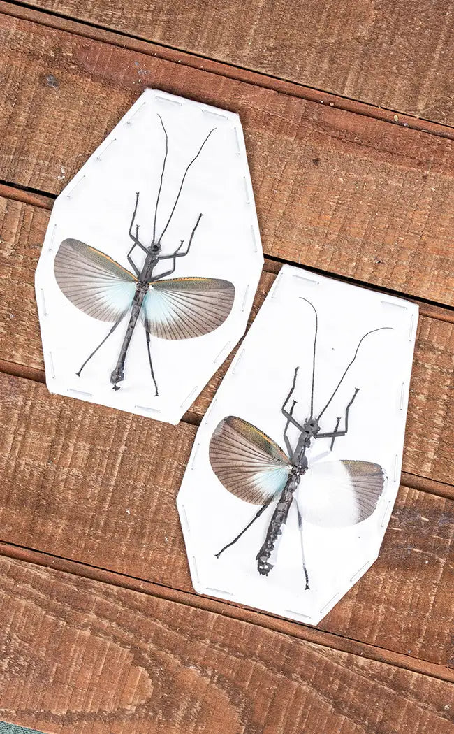 Specimen | Large Blue Stick Insect (Orthomeria superba)