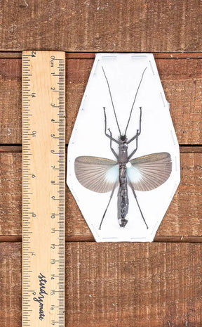 Specimen | Large Blue Stick Insect (Orthomeria superba)