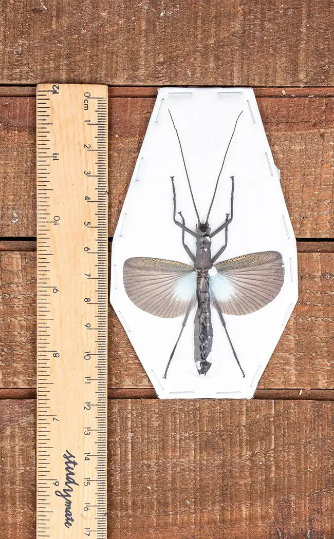 Specimen | Large Blue Stick Insect (Orthomeria superba)