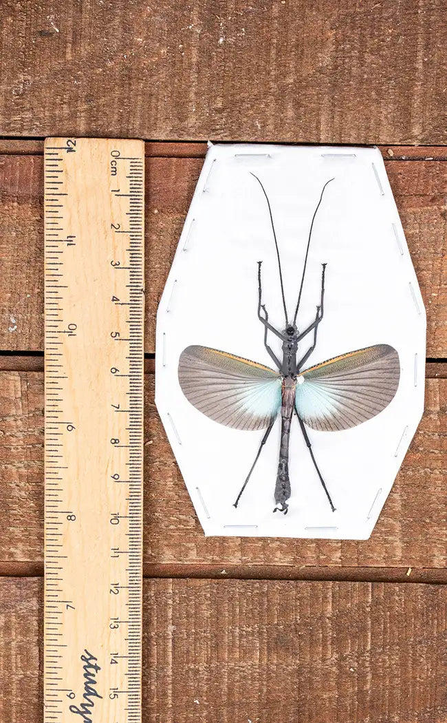 Specimen | Large Blue Stick Insect (Orthomeria superba)