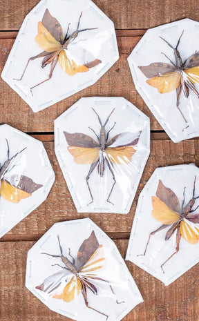 Specimen | Leaf Winged Grasshopper
