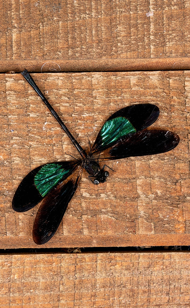 Specimen | Metallic Dragonfly (Euphaea variegata)