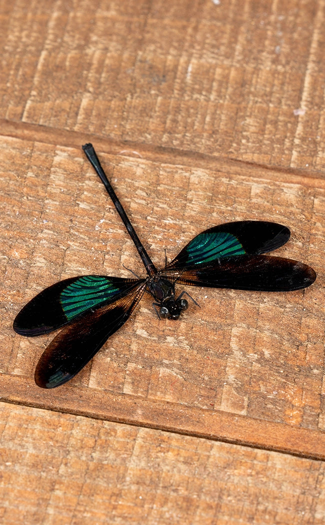 Specimen | Metallic Dragonfly (Euphaea variegata)