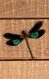 Specimen | Metallic Dragonfly (Euphaea variegata)