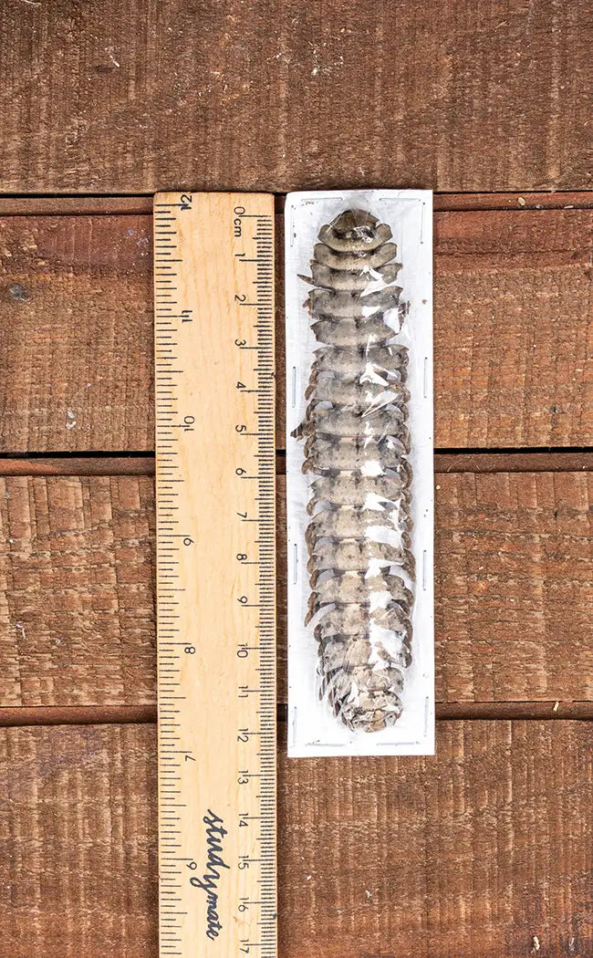 Specimen | Millipede (Polydesmus angustus)