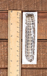 Specimen | Millipede (Polydesmus angustus)
