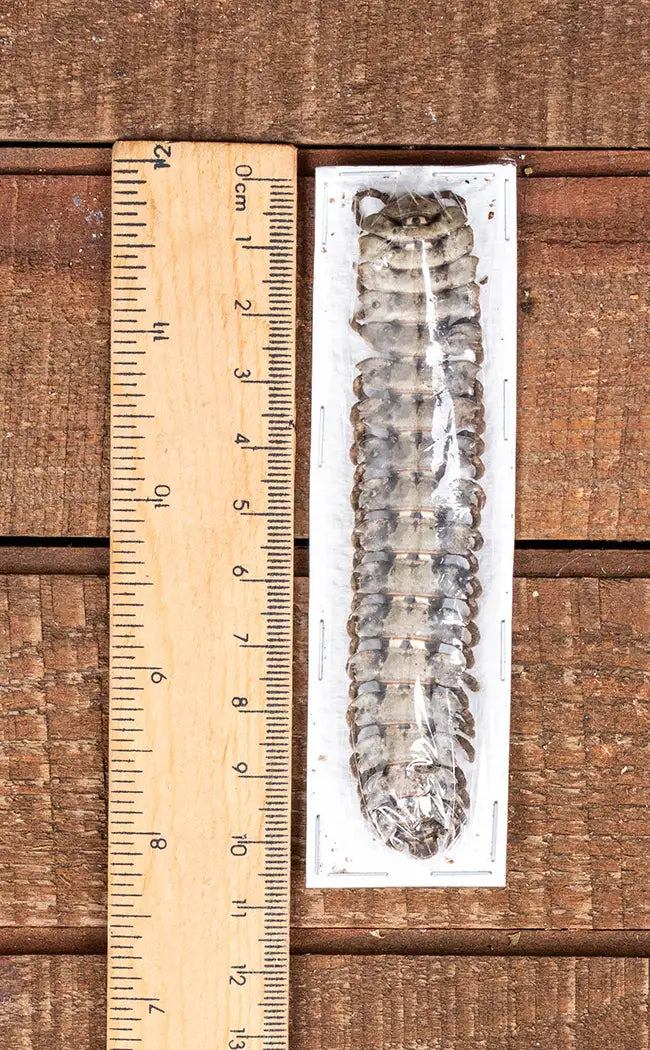 Specimen | Millipede (Polydesmus angustus)