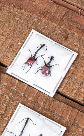 Specimen | Pair of Giraffe Weevils