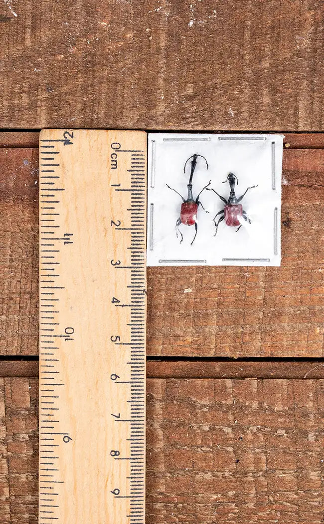 Specimen | Pair of Giraffe Weevils