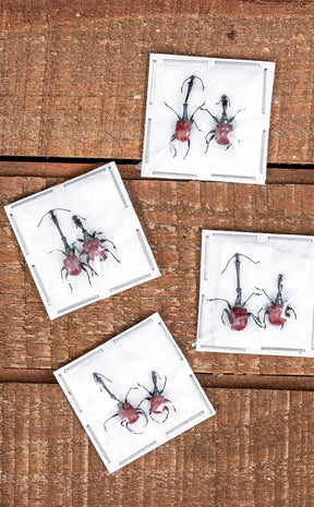 Specimen | Pair of Giraffe Weevils