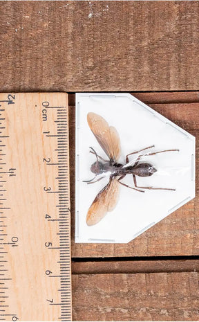 Specimen | Paper Wasp (Polistes tenebricosus)