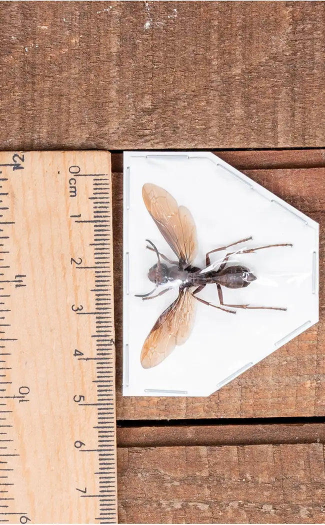Specimen | Paper Wasp (Polistes tenebricosus)