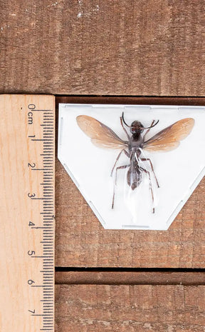 Specimen | Paper Wasp (Polistes tenebricosus)