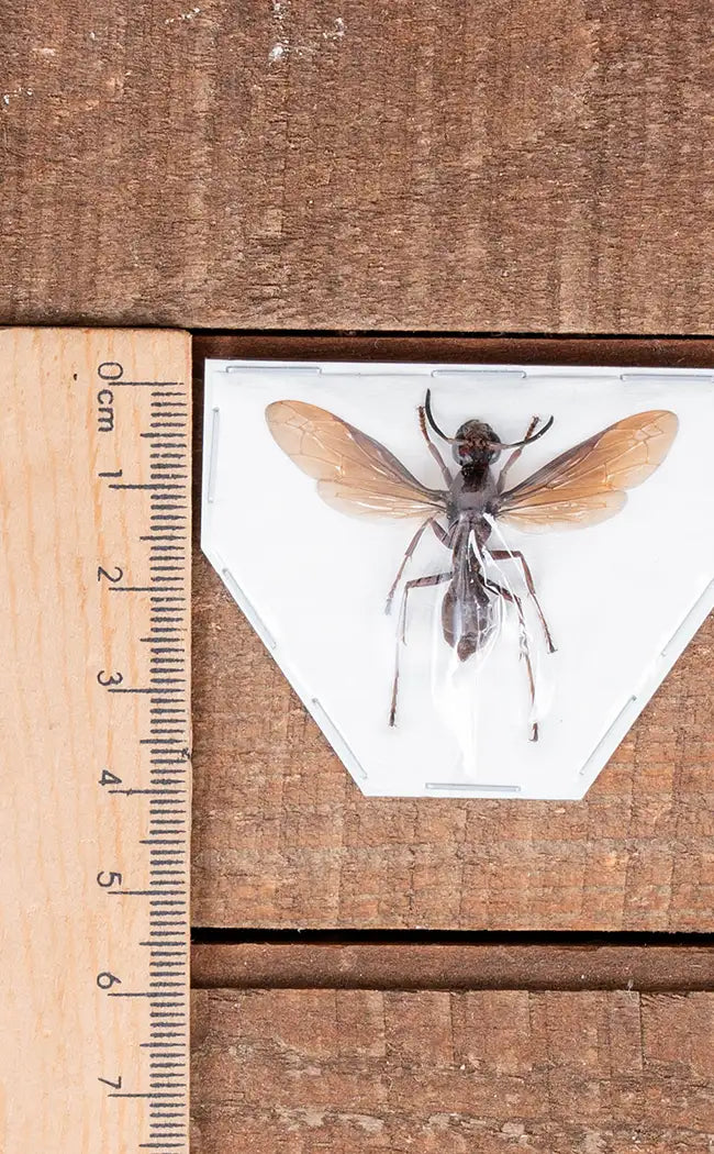 Specimen | Paper Wasp (Polistes tenebricosus)