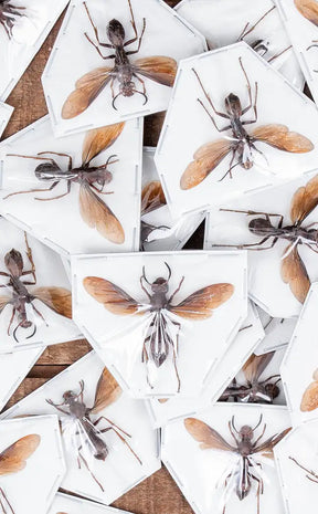 Specimen | Paper Wasp (Polistes tenebricosus)