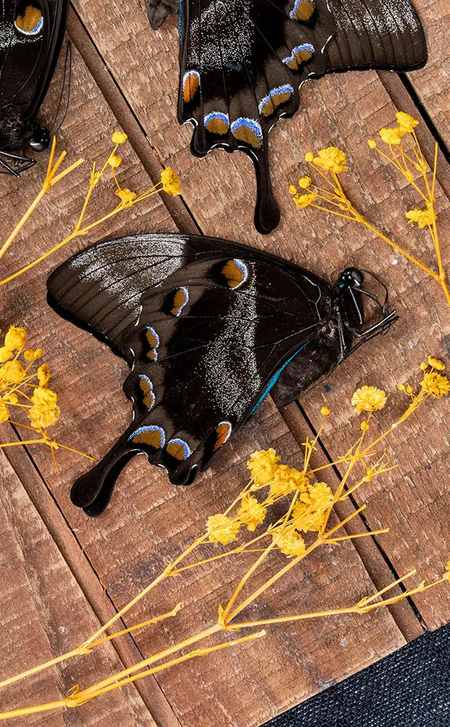 Specimen | Papilio Ulysses Swallowtail Butterfly