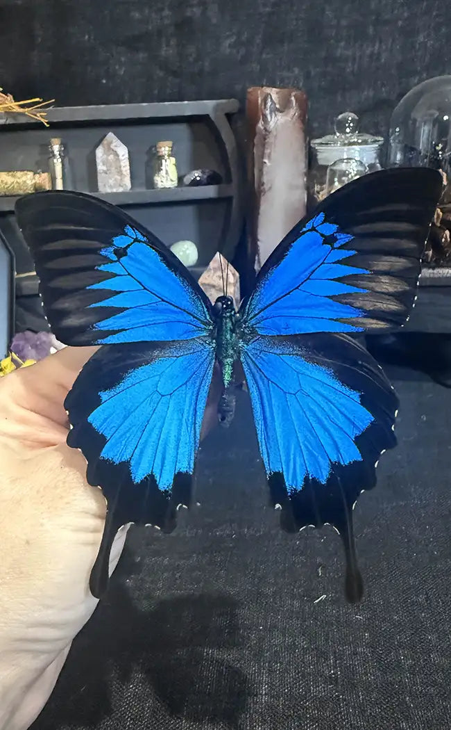 Specimen | Papilio Ulysses Swallowtail Butterfly
