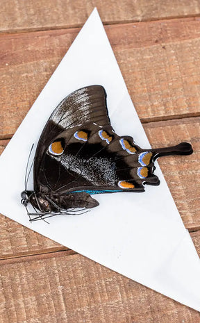 Specimen | Papilio Ulysses Swallowtail Butterfly