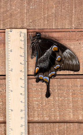 Specimen | Papilio Ulysses Swallowtail Butterfly