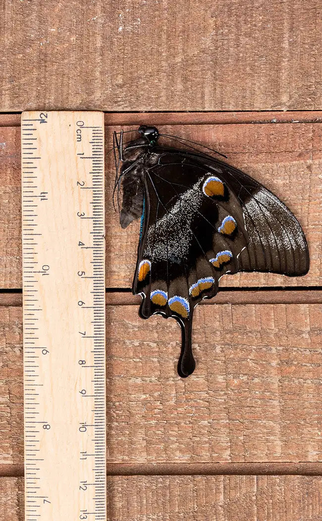 Specimen | Papilio Ulysses Swallowtail Butterfly
